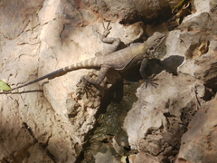 Laudakia nupta nupta