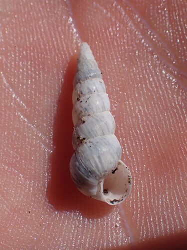 Cochlicella acuta