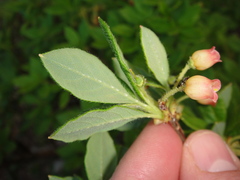 Rhododendron pilosum