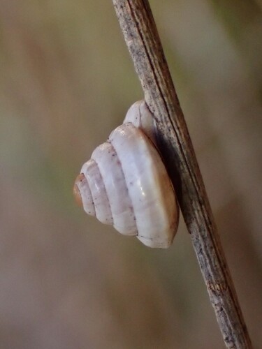 Trochoidea trochoides