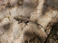 Laudakia nupta nupta