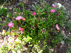Delosperma virens