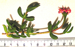 Delosperma virens