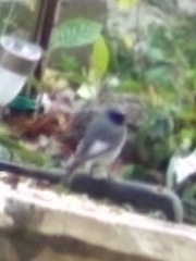 Phoenicurus ochruros gibraltariensis