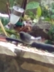 Phoenicurus ochruros gibraltariensis