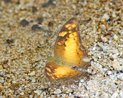 Vagrans sinha