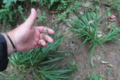 Chlorophytum saundersiae