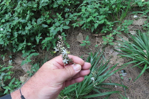 Chlorophytum saundersiae, photograph 1