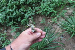 Chlorophytum saundersiae, photograph (c) Bruno - Yolande Zanette, some rights reserved (CC BY)