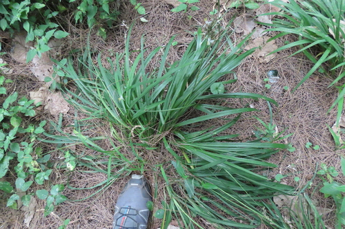 Chlorophytum saundersiae, photograph 4