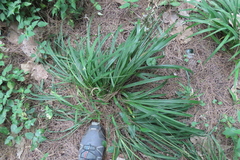 Chlorophytum saundersiae, photograph (c) Bruno - Yolande Zanette, some rights reserved (CC BY)