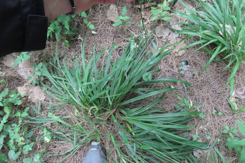Weeping Anthericum (Chlorophytum saundersiae)