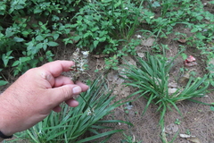 Chlorophytum saundersiae, photograph (c) Bruno - Yolande Zanette, some rights reserved (CC BY)