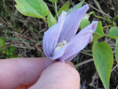 Clematis occidentalis
