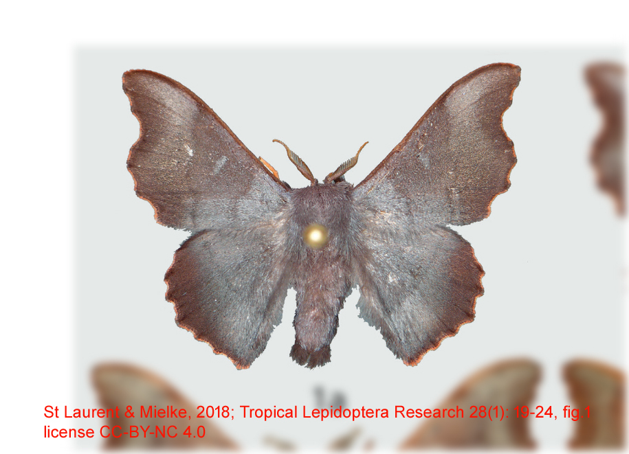 Lacosoma horii