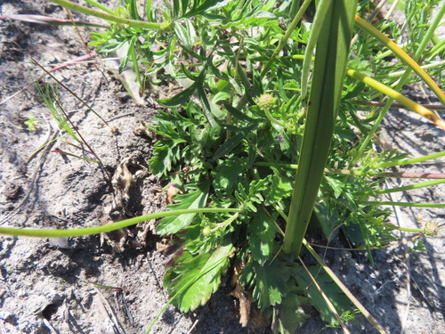 Scabiosa africana, photograph 6
