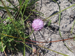 (c) linkie, some rights reserved (CC BY) Scabiosa africana, photograph (c) linkie, some rights reserved (CC BY)