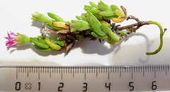 Drosanthemum intermedium