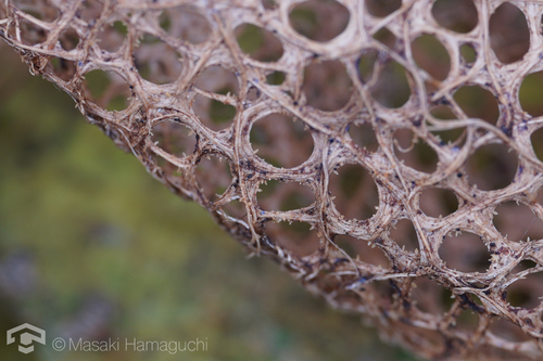 Cocoonihabitus sinensis