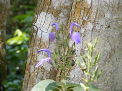 Brillantaisia