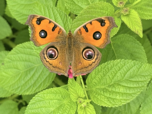 Peacock Pansy