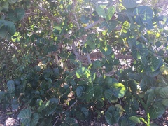 Coccoloba uvifera