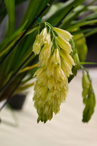 Elegant Cymbidium