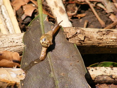 Urocyclidae
