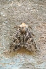 Noctuidae
