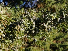 Juniperus