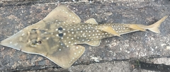 African Wedgefish photo 1