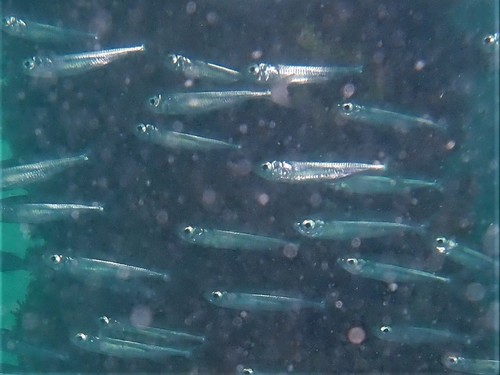 Slanke koornaarvis (Atherinosoma elongata) — Atherinidae — 4