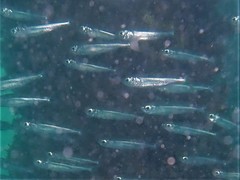 Atherinosoma elongatum