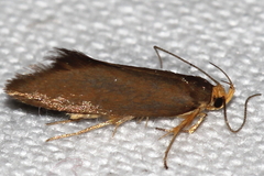 Crassa unitella