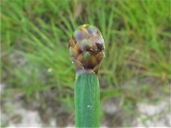 Xyris laxifolia iridifolia