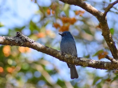 Eumyias albicaudatus
