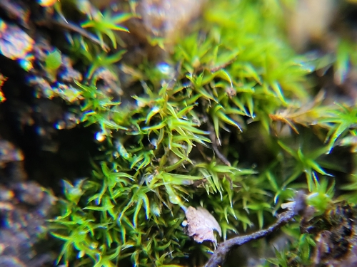 Grimmia muehlenbeckii observed 2025-11-01