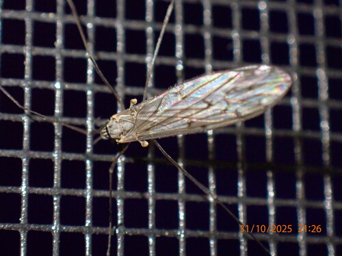 Unknown species found near Dunedin, FL, USA