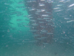 Atherinosoma elongatum