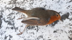 Erithacus rubecula