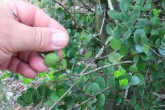 Eugenia capensis, photograph (c) Bruno - Yolande Zanette, some rights reserved (CC BY)