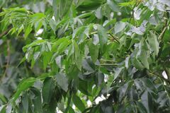 Eugenia capensis, photograph (c) Bruno - Yolande Zanette, some rights reserved (CC BY)