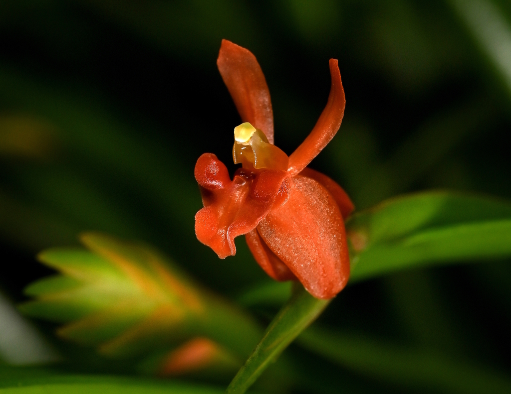 Stichorkis gibbosa (Stichorkis gibbosa)