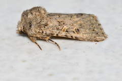 Spodoptera hipparis