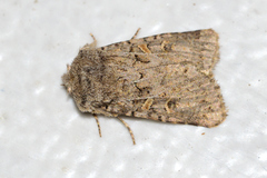 Spodoptera hipparis