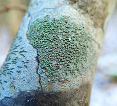Buellia griseovirens