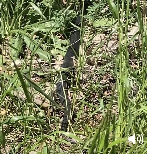 Australian Elapids (inc. Sea Snakes) sighting