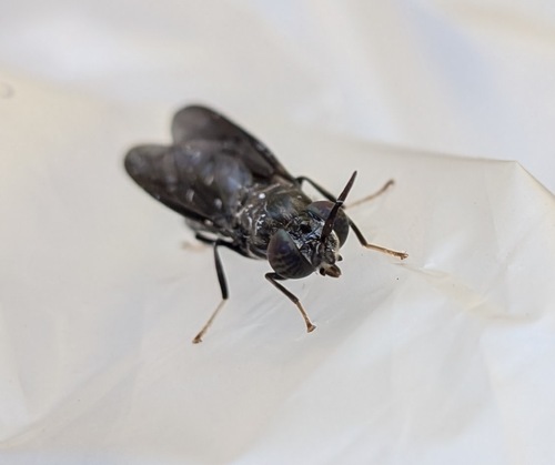 Unknown species found near Boone, Missouri, United States