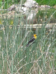 Xanthocephalus xanthocephalus