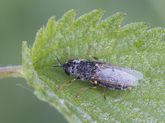 Odontomyia tigrina